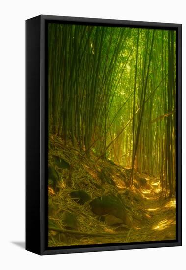 Ethereal Bamboo Forest, Maui, Hawaii-Vincent James-Framed Premier Image Canvas