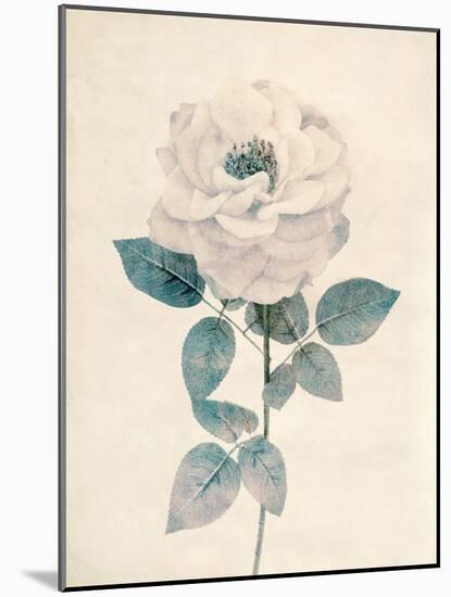 Ethereal Floral I-Collezione Botanica-Mounted Giclee Print