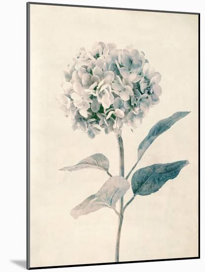 Ethereal Floral III-Collezione Botanica-Mounted Giclee Print