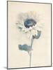 Ethereal Floral IV-Collezione Botanica-Mounted Giclee Print