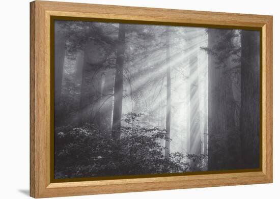 Ethereal Light and Coast Redwoods, California-Vincent James-Framed Premier Image Canvas