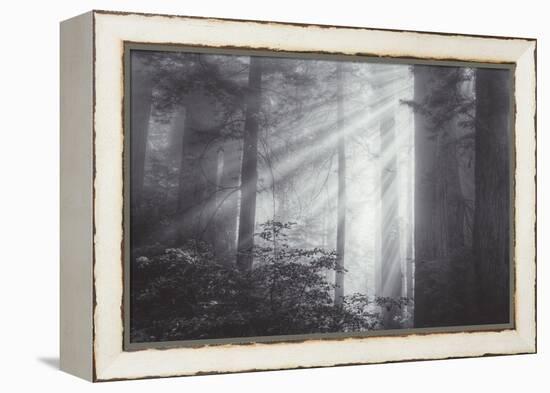 Ethereal Light and Coast Redwoods, California-Vincent James-Framed Premier Image Canvas