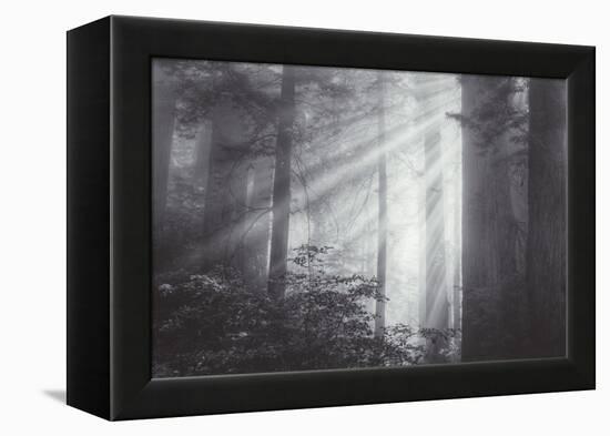 Ethereal Light and Coast Redwoods, California-Vincent James-Framed Premier Image Canvas