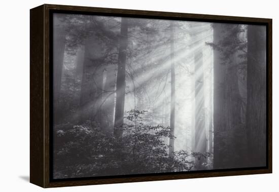 Ethereal Light and Coast Redwoods, California-Vincent James-Framed Premier Image Canvas