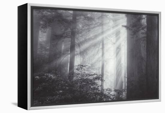 Ethereal Light and Coast Redwoods, California-Vincent James-Framed Premier Image Canvas