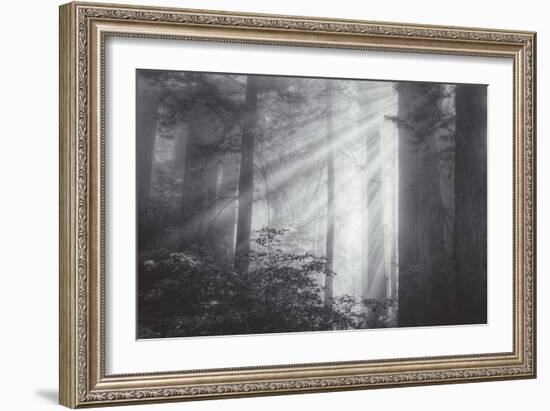 Ethereal Light and Coast Redwoods, California-Vincent James-Framed Photographic Print