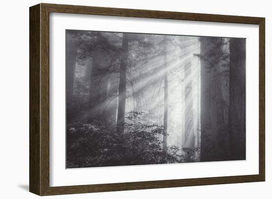 Ethereal Light and Coast Redwoods, California-Vincent James-Framed Photographic Print