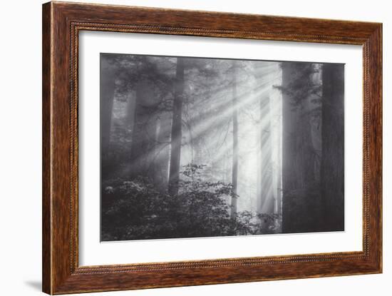 Ethereal Light and Coast Redwoods, California-Vincent James-Framed Photographic Print