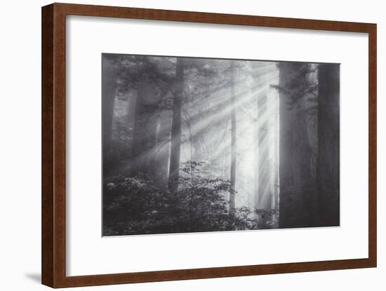 Ethereal Light and Coast Redwoods, California-Vincent James-Framed Photographic Print