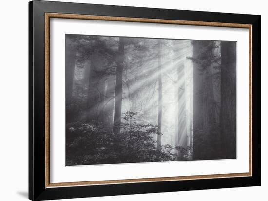 Ethereal Light and Coast Redwoods, California-Vincent James-Framed Photographic Print