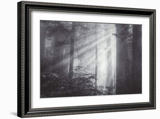 Ethereal Light and Coast Redwoods, California-Vincent James-Framed Photographic Print