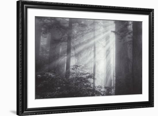 Ethereal Light and Coast Redwoods, California-Vincent James-Framed Photographic Print