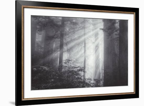 Ethereal Light and Coast Redwoods, California-Vincent James-Framed Photographic Print