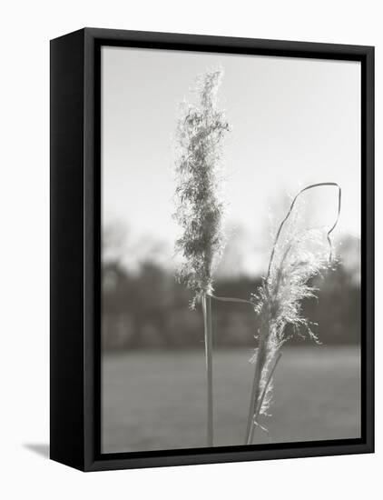 Ethereal Pampas IV-Jason Johnson-Framed Stretched Canvas