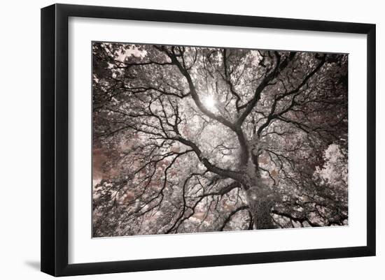 Ethereal Tree-Michael Hudson-Framed Art Print