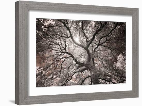 Ethereal Tree-Michael Hudson-Framed Art Print