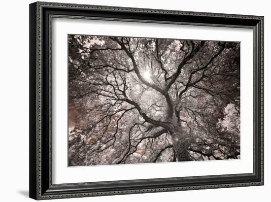 Ethereal Tree-Michael Hudson-Framed Art Print