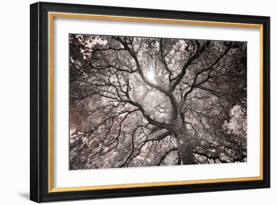 Ethereal Tree-Michael Hudson-Framed Art Print