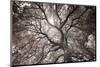 Ethereal Tree-Michael Hudson-Mounted Art Print