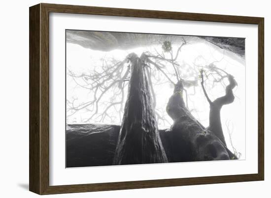 Ethereal Trees-Joe Cornish-Framed Giclee Print