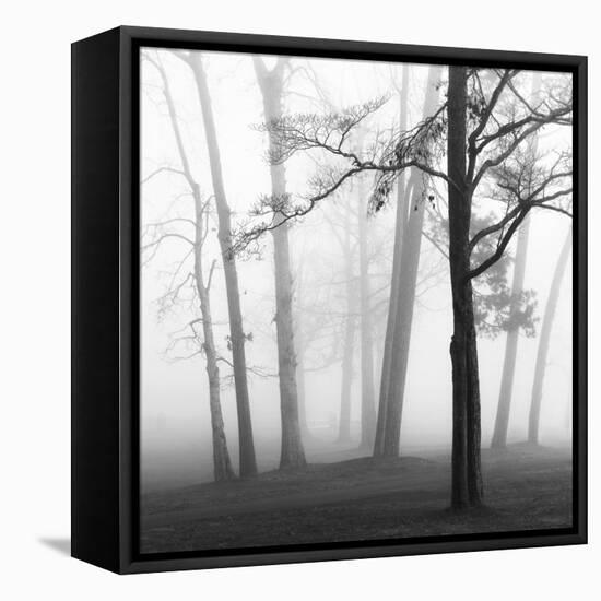 Ethereal Trees-Nicholas Bell-Framed Premier Image Canvas