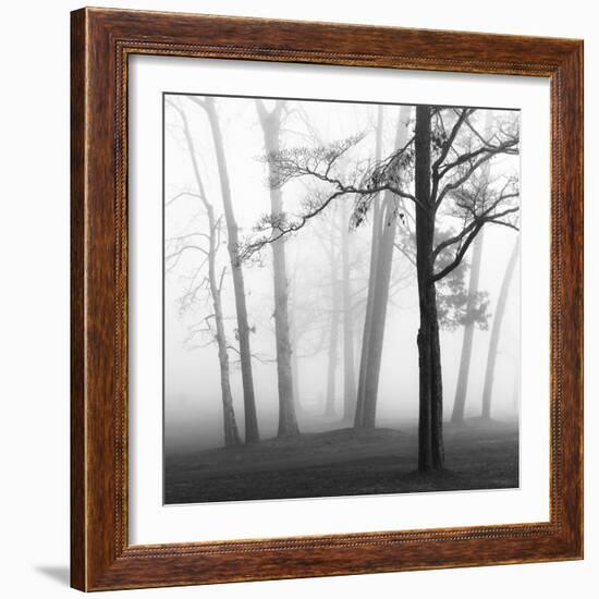 Ethereal Trees-Nicholas Bell-Framed Photographic Print