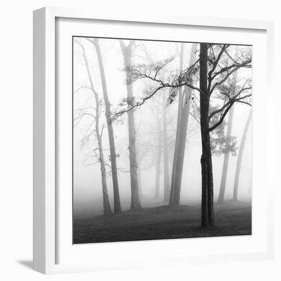 Ethereal Trees-Nicholas Bell-Framed Photographic Print