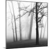 Ethereal Trees-Nicholas Bell-Mounted Photographic Print