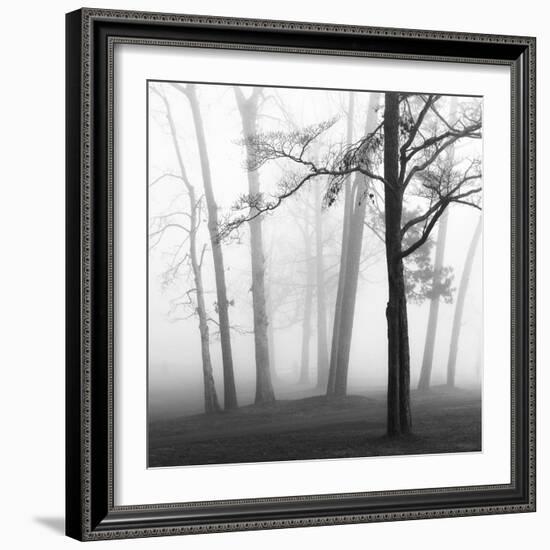 Ethereal Trees-Nicholas Bell-Framed Photographic Print