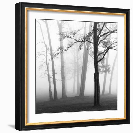 Ethereal Trees-Nicholas Bell-Framed Photographic Print