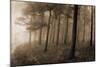 Ethereal Woodland-Pete Kelly-Mounted Giclee Print