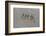 Ethiopia, Assale-Nigel Pavitt-Framed Photographic Print