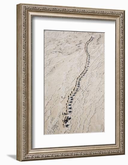 Ethiopia, Assale-Nigel Pavitt-Framed Photographic Print