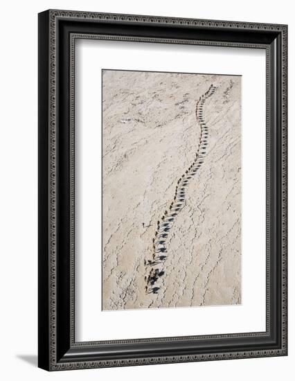 Ethiopia, Assale-Nigel Pavitt-Framed Photographic Print