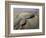 Ethiopia, Erta Ale Range, Catherine-Nigel Pavitt-Framed Photographic Print