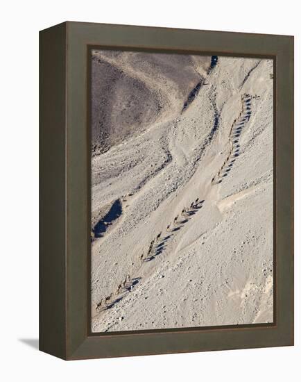 Ethiopia, Hamed Ela, Afar Region. Tigrayan Men Lead Camel Caravans Along a Seasonal Watercourse-Nigel Pavitt-Framed Premier Image Canvas