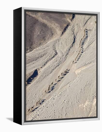 Ethiopia, Hamed Ela, Afar Region. Tigrayan Men Lead Camel Caravans Along a Seasonal Watercourse-Nigel Pavitt-Framed Premier Image Canvas