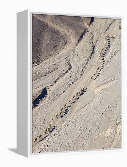 Ethiopia, Hamed Ela, Afar Region. Tigrayan Men Lead Camel Caravans Along a Seasonal Watercourse-Nigel Pavitt-Framed Premier Image Canvas