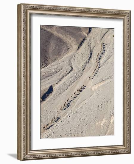 Ethiopia, Hamed Ela, Afar Region. Tigrayan Men Lead Camel Caravans Along a Seasonal Watercourse-Nigel Pavitt-Framed Photographic Print