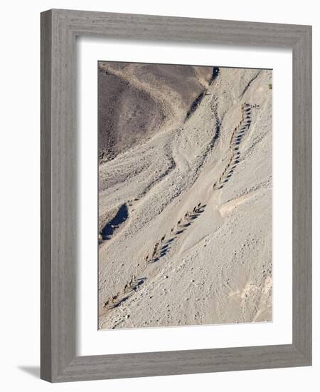 Ethiopia, Hamed Ela, Afar Region. Tigrayan Men Lead Camel Caravans Along a Seasonal Watercourse-Nigel Pavitt-Framed Photographic Print