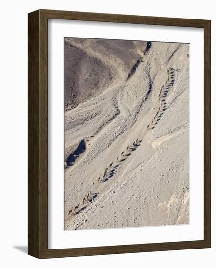 Ethiopia, Hamed Ela, Afar Region. Tigrayan Men Lead Camel Caravans Along a Seasonal Watercourse-Nigel Pavitt-Framed Photographic Print