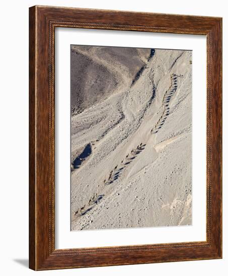 Ethiopia, Hamed Ela, Afar Region. Tigrayan Men Lead Camel Caravans Along a Seasonal Watercourse-Nigel Pavitt-Framed Photographic Print