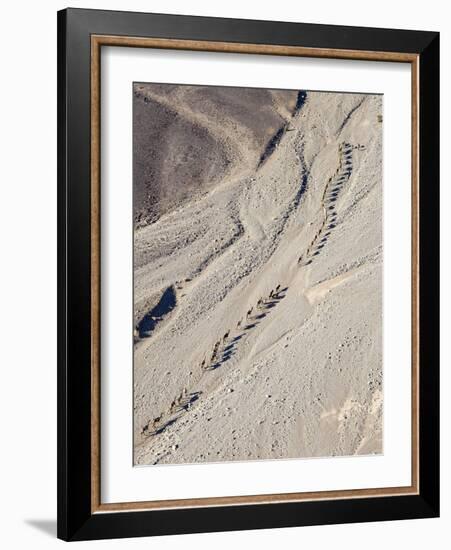 Ethiopia, Hamed Ela, Afar Region. Tigrayan Men Lead Camel Caravans Along a Seasonal Watercourse-Nigel Pavitt-Framed Photographic Print