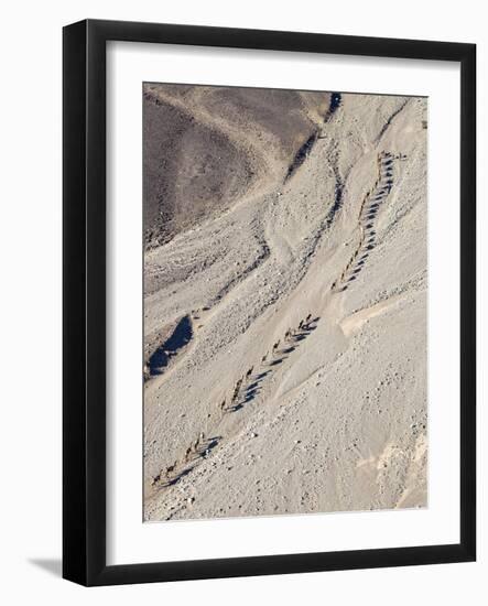 Ethiopia, Hamed Ela, Afar Region. Tigrayan Men Lead Camel Caravans Along a Seasonal Watercourse-Nigel Pavitt-Framed Photographic Print