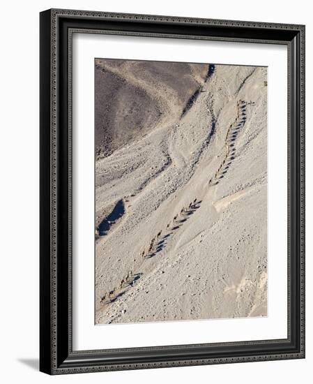 Ethiopia, Hamed Ela, Afar Region. Tigrayan Men Lead Camel Caravans Along a Seasonal Watercourse-Nigel Pavitt-Framed Photographic Print