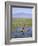 Ethiopia, Lake Awassa; a Young Boy Punts a Traditional Reed Tankwa Through the Reeds-Niels Van Gijn-Framed Photographic Print