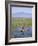 Ethiopia, Lake Awassa; a Young Boy Punts a Traditional Reed Tankwa Through the Reeds-Niels Van Gijn-Framed Photographic Print