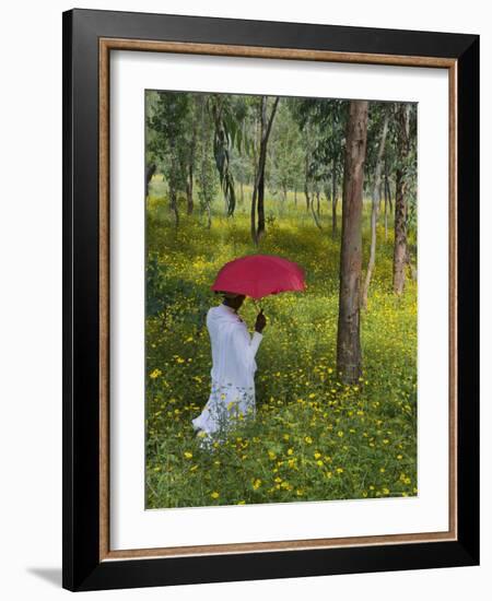 Ethiopian Woman Holding a Red Umbrella in a Field of Eucalyptus and Blooming Yellow Meskel Flowers-Gavin Hellier-Framed Photographic Print