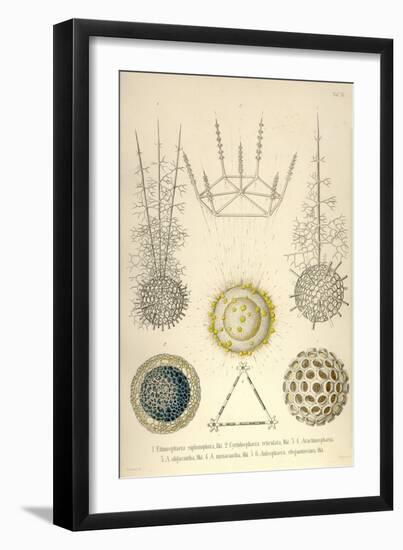 Ethmosphaera Siphonophora, Cyrtidosphaera Reticula, Arachnosphaera, A. Oligacantha, etc.-Ernst Haeckel-Framed Art Print