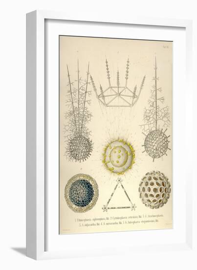 Ethmosphaera Siphonophora, Cyrtidosphaera Reticula, Arachnosphaera, A. Oligacantha, etc.-Ernst Haeckel-Framed Art Print